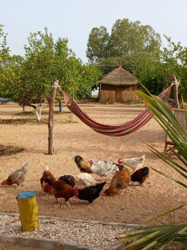 La basse-cour de Lompoul Nature – Vie animale au cœur du camp