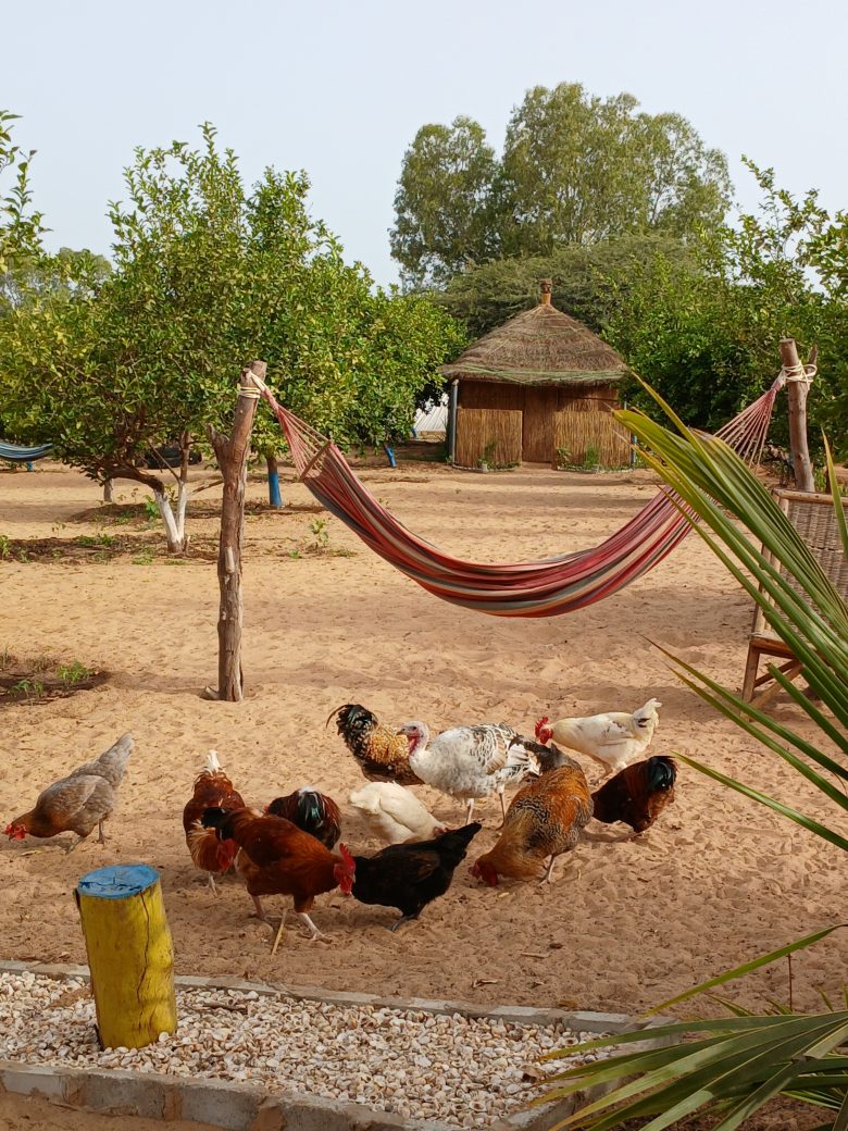 La basse-cour de Lompoul Nature – Vie animale au cœur du camp