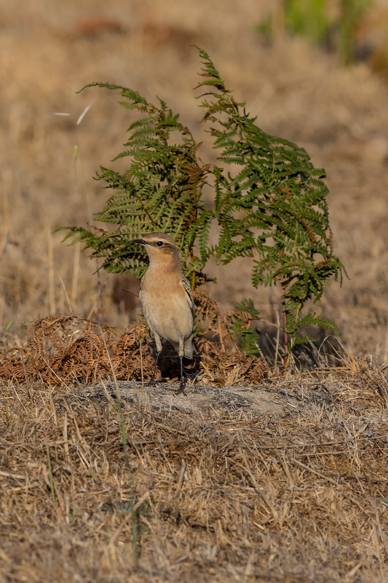 Flore locale et faune sauvage s'épanouissant autour de l'écolodge Lompoul Nature, entre la zone dunaire et le littoral.