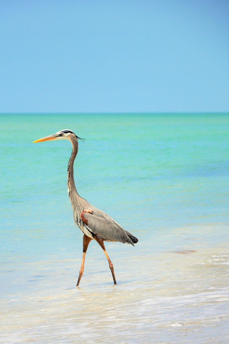 Zoom sur la flore spécifique et la petite faune du littoral à l’écolodge Lompoul Nature, symbole de la richesse écologique locale.