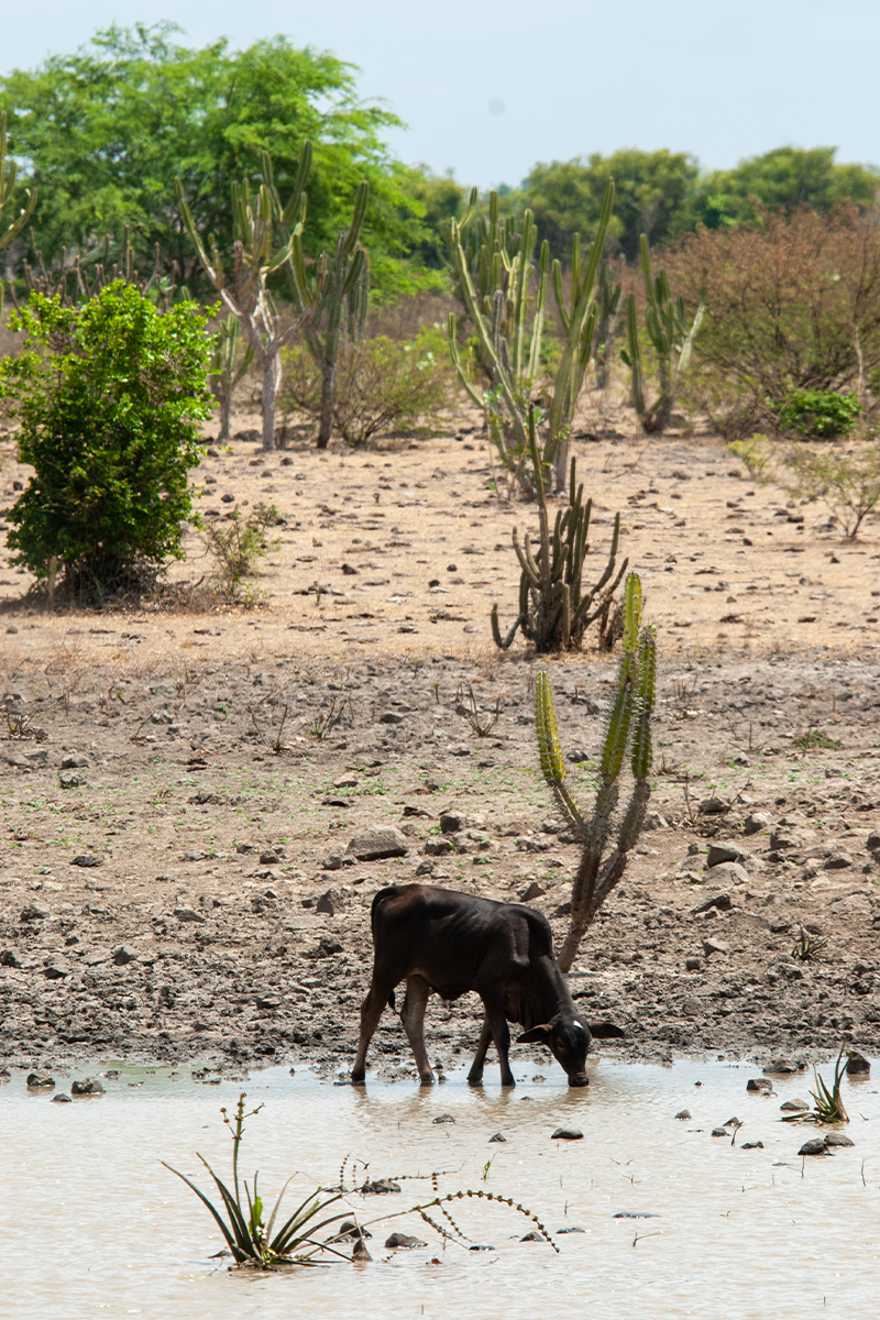 La faune et la flore préservées à l'écolodge Lompoul Nature, témoignant de l'équilibre entre la zone dunaire et la côte atlantique.