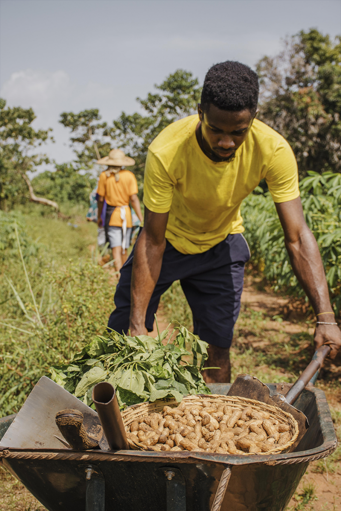 Un homme récolte des arachides dans un champ verdoyant, poussant une brouette remplie de feuilles et d’un panier d’arachides fraîches, sous un ciel ensoleillé