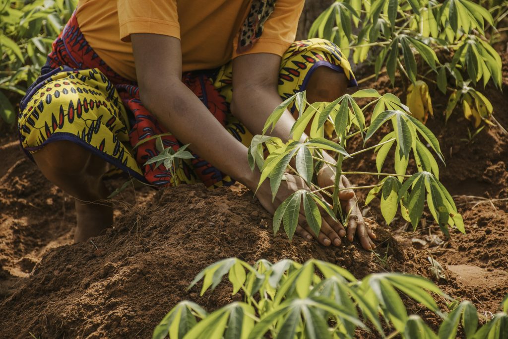 Une personne plante un jeune plant de manioc dans un champ fertile, symbole du travail agricole durable soutenu par Lompoul Nature.