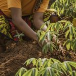 L'équipe en plein travail à la ferme agroécologique de l'écolodge Lompoul Nature, entre les dunes et la rive.