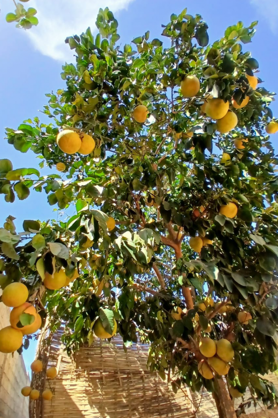 Arbre majestueux au cœur de la végétation de Lompoul Nature, entre les dunes et le littoral.
